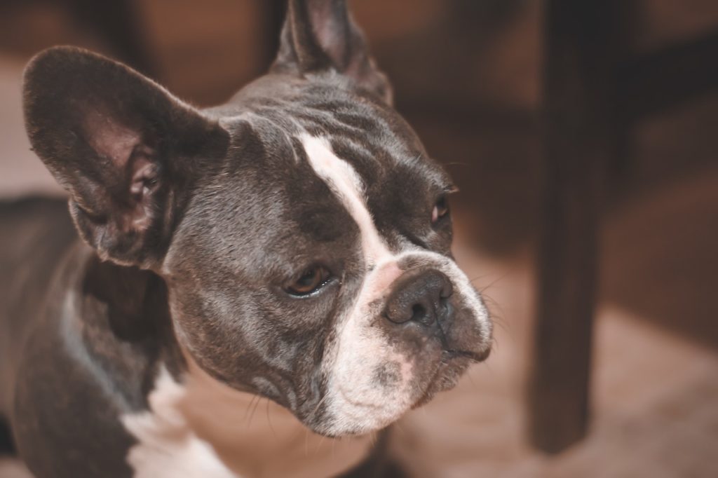 How To Deal With Anxiety in French Bulldogs Pup Talk